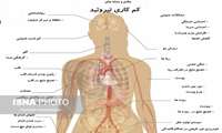 تاثیر مصرف امگا 3 در کاهش علایم کم کاری تیروئید